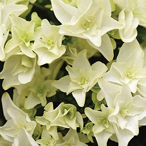 Hydrangea Double Dutch Gouda Beautiful Double Creamy-White Flowers Hardy Shrub Ideal for Patio Pots and Borders 1 x 14cm Pot by Thompson and Morgan (1 x 14cm Pot)
