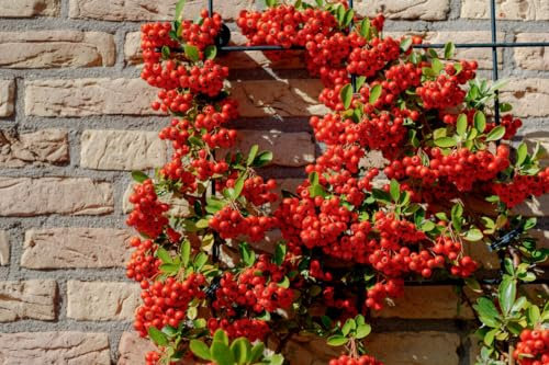 Piracanta rossa Pyracantha coccinea Agazzino pianta da siepe sempreverde vera da esterno in vaso ø8 bio cm h. 60/100 cm Vivaio di castelletto