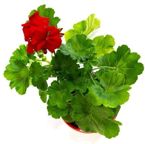 Geranio Natural Planta de Exterior con Flores Grandes y de Color