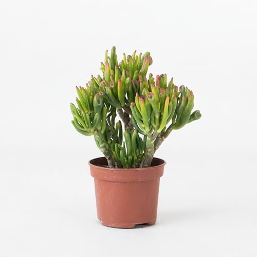 Plant in a Box - Arbre de jade - Crassula ovata 'Hobbit' - Hauteur 10-20cm - Pot 12cm - Intérieur - Succulente - Vert