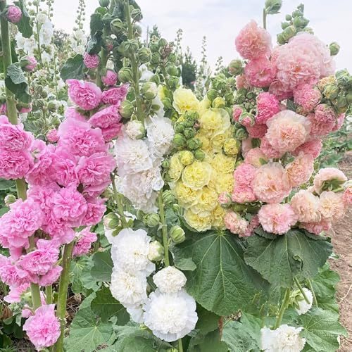 Semillas de malva real - exótico de verano orgánico variedades antiguas balcón semillas silvestres Decoraciones jardín para exteriores para lugares soleados 550pcs