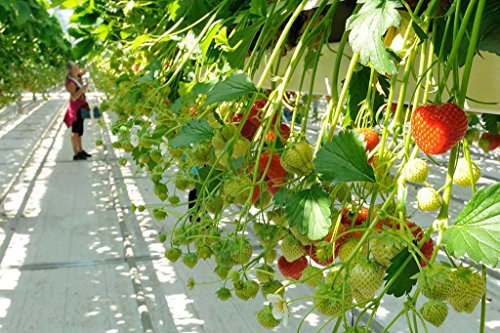 Auntwhale 100 graines de fraise grimpantes