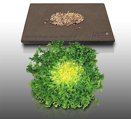 250 graines à semer - Le Grenier d'Abondance - CHICOREE FRISEE Grosse Pancalière - Cichorium