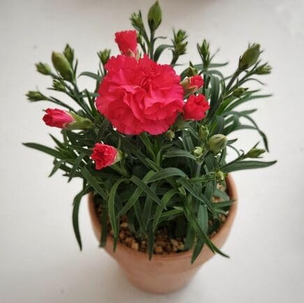 100 semi di garofano rosso