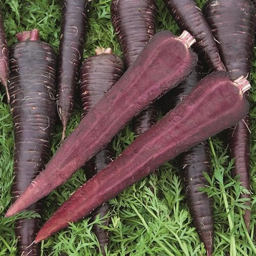 PREMIER SEEDS DIRECT - Deep Purple F1 Carrot Seeds, Approx 420 Seeds