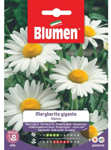 SEMI MARGHERITA GIGANTE BIANCA BLUMEN SEMENTI