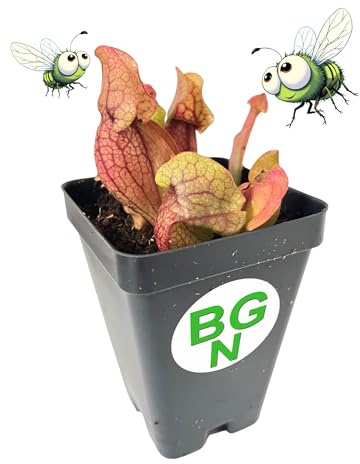 Purple Pitcher Plant - Sarracenia purpurea venosa - Carnivorous Plant
