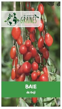 5 semillas de Baya de Goji - Lycium Barbarum - Fruta de la felicidad - frutas comestibles
