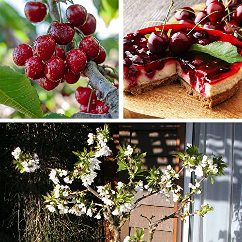 Cherry Stella (Prunus) Fruit Tree Sweet Cherries Best Known Dessert Cherry Easy to Grow Your Own Juicy Outdoor Garden Fruit Trees, 1x Bare Root Plant by Thompson & Morgan