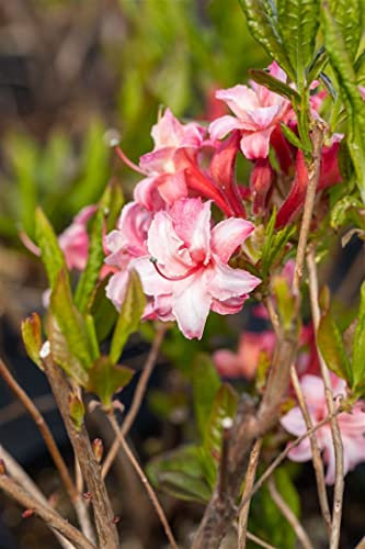 Rhododendron luteum 'Corneille' 40-50 cm - Gelber Rhododendron, duftende gelbe Blüten, Blütezeit Mai-Juni, ideal für Halbschatten, bienenfreundlich, winterhart