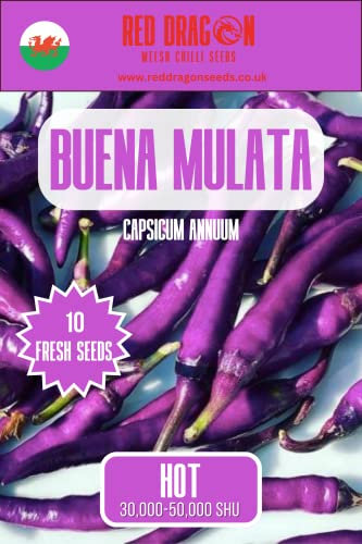 Buena Mulata Chilli Seeds - 10 Fresh Buena Mulata Pepper Seeds