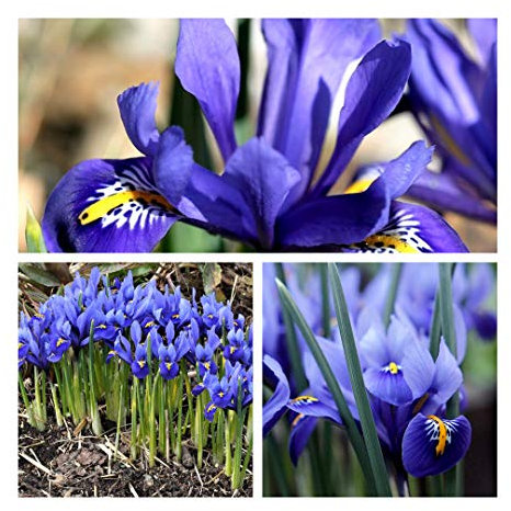 Iris Reticulata Bulbs Size 5 up (30) Shades of Blue and Purple Spring Flowers. Easy to Grow