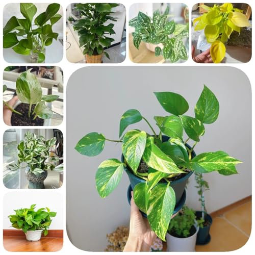 120 pcs Efeutute Samen gartenpflanzen, stauden winterhart Epipremnum aureum Efeutute, zimmerpflanze saatgut, pflanzen bonsai pflanzen samen indoor, pflanzen winterhart pflanztöpfe
