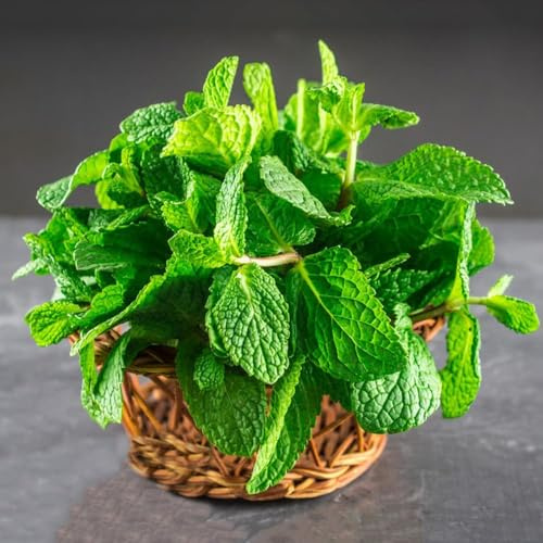 500 piezas semillas de balcón de menta semillas exóticas menta, hortalizas invierno jardín resistentes al