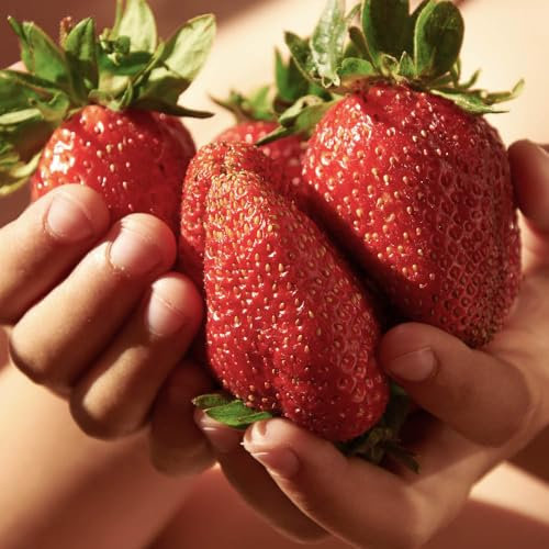 You Garden - Grow Your Own Strawberries 'Sweet Colossus' Plugs | 6 Pack of Giant Strawberrym Jumbo Plugs | Easy to Grow King Sized Fruit