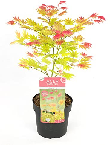Plant in a Box - Acer palmatum 'Lever de lune' - Érable du Japon - Résistant au froid - Pot 19cm - Hauteur 40-50cm