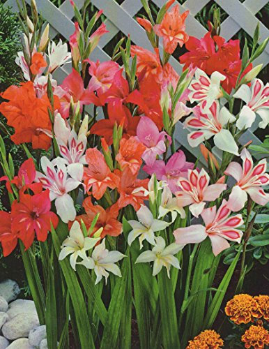 50 Zwerg Gladiolen gemischt Blumenzwiebeln (50 Zwiebeln)