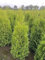 5 Thuja Brabant 120-150cm Heckenpflanzen XXl ohne Topf gemessen frisch vom Feld Immergrüner Lebensbaum Gartenhecke