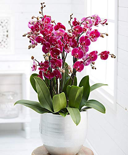 Portal Cool 50Pcs Rosa Cymbidium Orchidee Uccelli Phalaenopsis Semi di Orchidea Rosa Fiori Pot