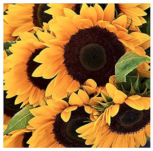 Giant Sunflower Seeds - Mammoth Grey Striped Seeds - Attracts Bees and Butterflies