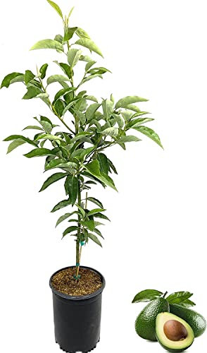 DECOALIVE Aguacate Planta Frutal Tropical para Exterior Aguacatero Árbol Natural
