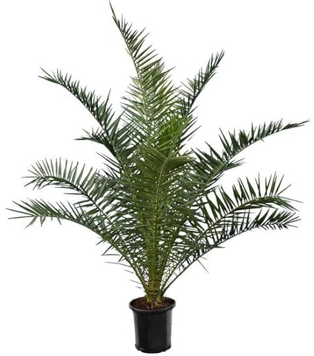 Bloomique - Phoenix Canariensis - Palma da dattero delle Canarie - Palma resistente - Piante da giardino - Altezza 140-160 cm - Vaso 28 cm