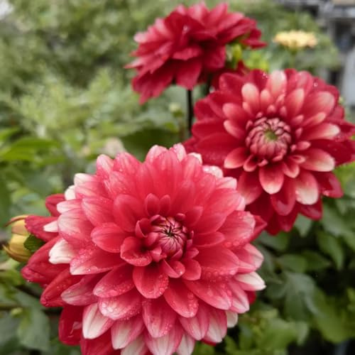 Dalias ubérculos resistentes -Adaptables a suelos pobres y climas secos - Ideal para plantar -2Tubérculos-H