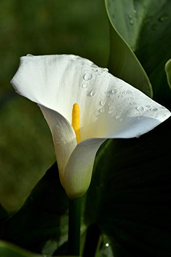 5 X Calla Bianca - Calla Zantedeschia Snow Star - Bulbi Di Alta Qualità (5)