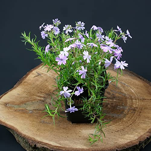 Teppichphlox stark blühende Bodendecker Pflanze von INTRAGARTEN blaue Blüten