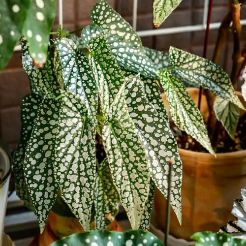 Forellenbegonie Pflanze Samen, gartenpflanzen Begonia maculata, pflanzen samen grünpflanzen, topfpflanzen indoor plants for living room winterfeste pflanzen für balkon grünpflanzen 200pcs