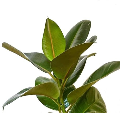 Ficus Elastica Natural Árbol Ornamental de Interior o Exterior