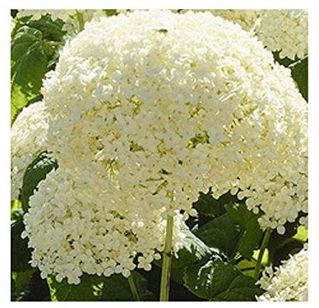 Hydrangea arborescens 'Annabelle' 13cm Pot Size