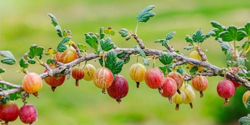 Gooseberry Seeds. Ribes uva-crispa Fresh 15 Seeds. Grossulariaceae Seeds Organic Non-GMO