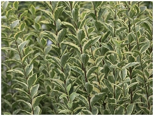 Stauden Gänge 100 x Ligustrum ovalifolium 'Argenteum' Weißbunter Liguster