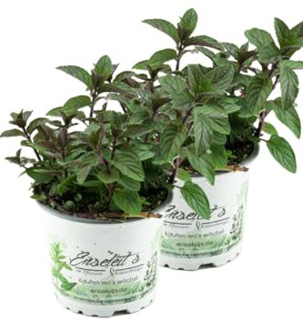 2er Set Schokoladen-Minze Pflanze, Schoko-Minze, Winterhart (Mentha piperita)