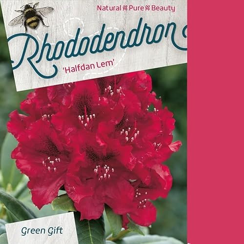 Rhododendron 'Halfdan Lem' 40-50 cm pot | Fleurs rouge pourpre, arbuste vigoureux, idéal grand jardin