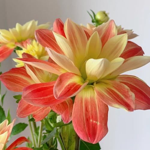 9bulbos tubérculos de dalia, perenne resistente, jardín Comprar dalia exótica ación primaveral