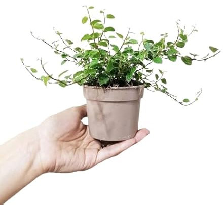 Ficus Pumila Natural Planta Trepadora para Interior y Exterior Fácil de Cuidar