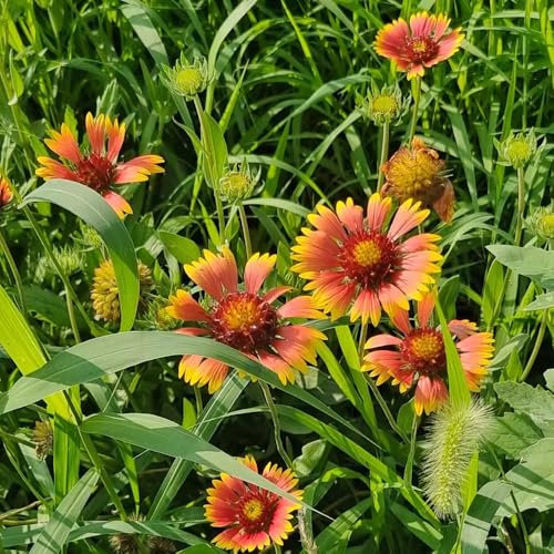 kokardenblume staude winterhart samen - blumenwiese samen, steingartenpflanzen winterhart kokardenblume samen, winterharte pflanzen für garten, winterharte blumen geschenke für 100pcs