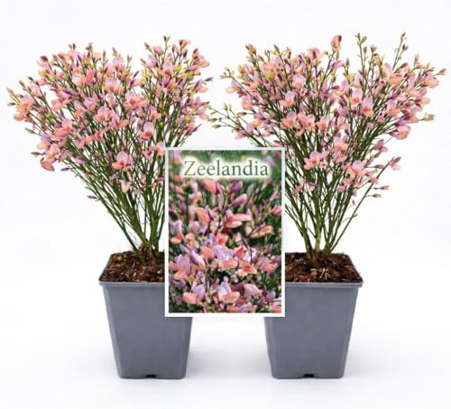 POWERS TO FLOWERS - GINESTRA ROSATA, VARIETA' 'ZEELANDIA', VASO 12CM DIAMETRO, 2 PIANTE, pianta vera
