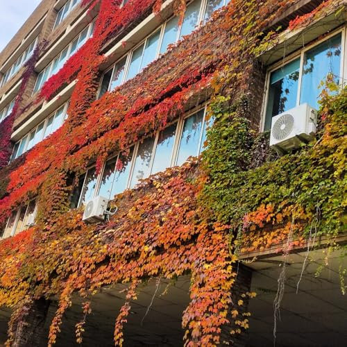 wilder wein pflanze samen - blumensamen als gastgeschenk winterharte kübelpflanzen flower biosaatgut schnittblumen samen saatgut geschenk sommerblumen samen winterharte stauden 200pcs