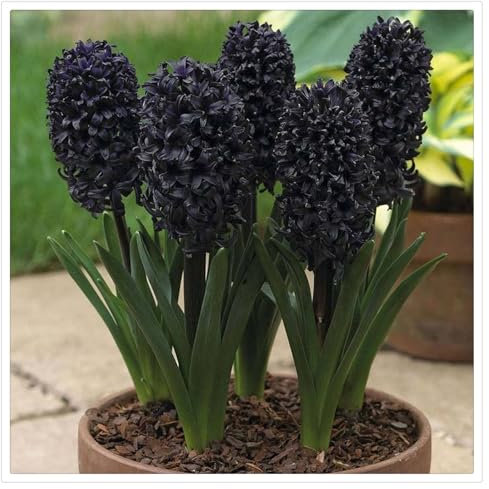 Wintertüchtige Hyazinthenzwiebel, Winterhart Hyazinthe Zwiebeln - Ein Muss für Ihren deutschen Garten,Einfach zu pflanzen, wunderschön zu blühen in Deutschland-2 Zwiebeln