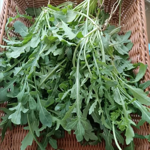 semi di rucola biologica, balcone per appartamento, giardino da interno 800pcs