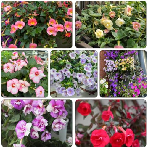 semillas Achimenes de jardín silvestres de balcón silvestres decorativas en resistente decoraciones jardín para exteriores 250pcs