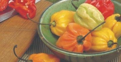 Pcs - 15x Xotica Poivre Madame Jeanette - Poivron Chili Légumes Graines KS517 - Seeds & Plants Shop by Ipsa