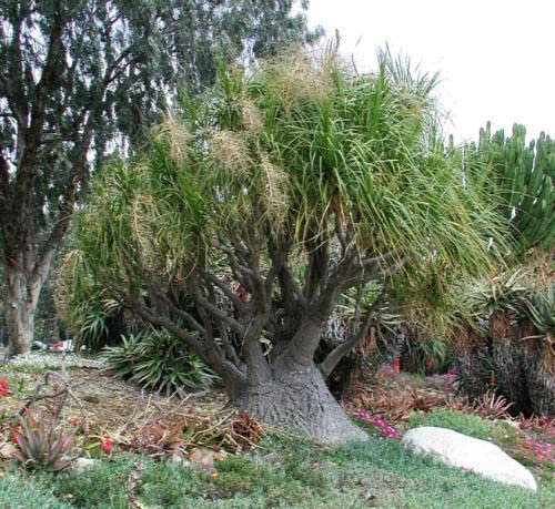 BEAUCARNEA RECURVATA 200 SEMI PIANTA MANGIAFUMO