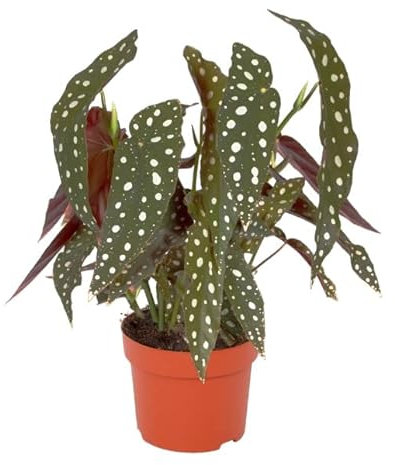 Begonia Bambú o Maculata Planta Ornamental de Interior Natural