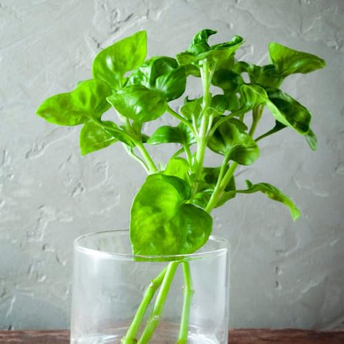 semillas de berros organicas resistentes de interior, invierno berro de perennes, frescas para cubrir 250pcs