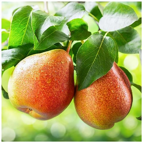 Clapp's Favourite Pear Tree 3-4ft in 4L Pot, Juicy Dessert Pear 3fatpigs®