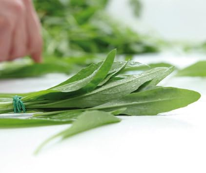 Salerno Seeds Arugula Wild Rocket Rucola Olivetta (Olive Shaped Leaves) 7 Grams Industrial Grade Made in Italy Italian Non-GMO